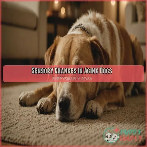 Sensory Changes in Aging Dogs