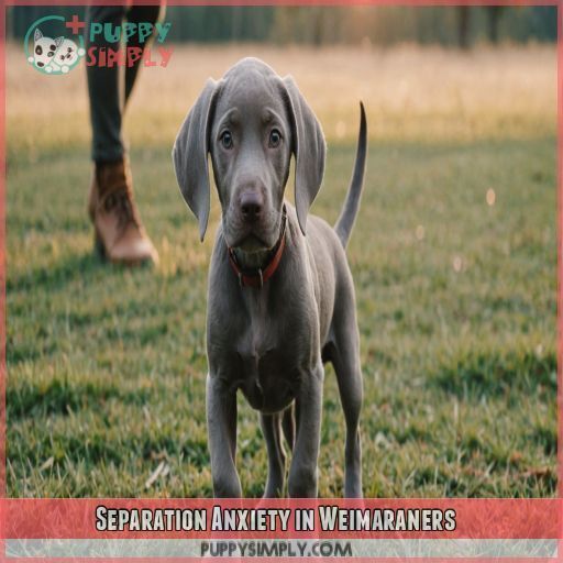 Separation Anxiety in Weimaraners Separation Anxiety in Weimaraners