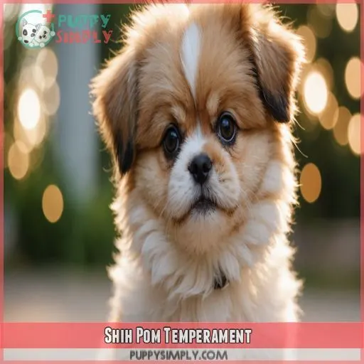 Shih Pom Temperament