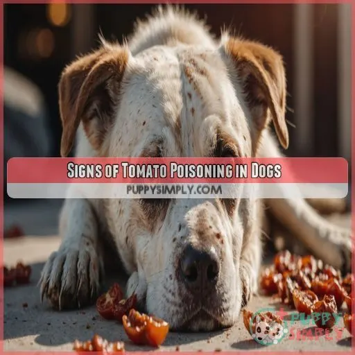 Signs of Tomato Poisoning in Dogs