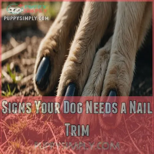 Signs Your Dog Needs a Nail Trim