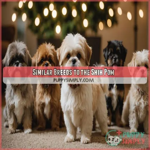 Similar Breeds to the Shih Pom