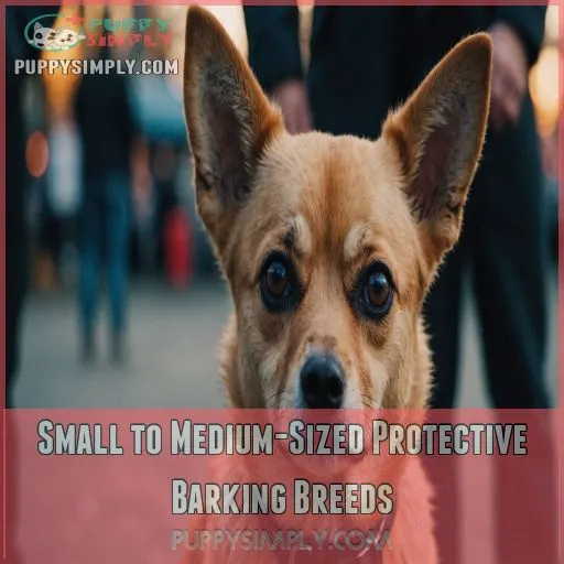 Small to Medium-Sized Protective Barking Breeds