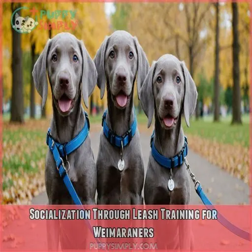 Socialization Through Leash Training for Weimaraners