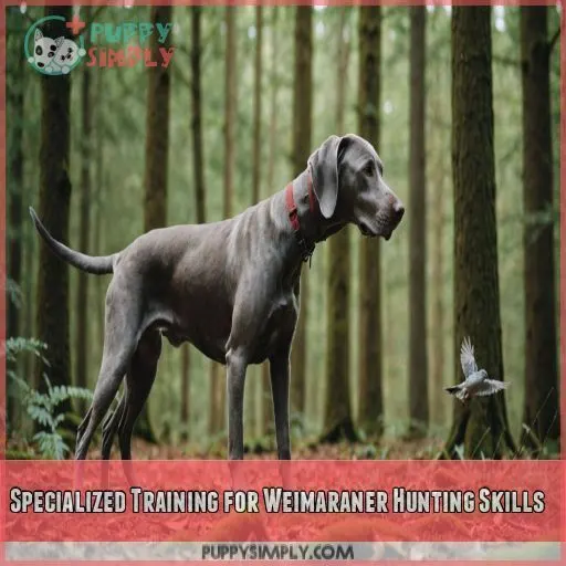 Specialized Training for Weimaraner Hunting Skills