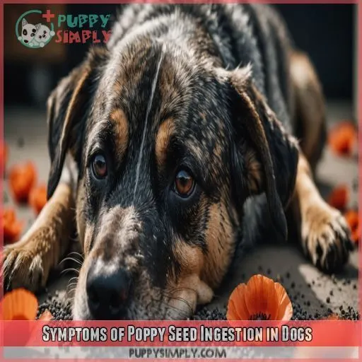 Symptoms of Poppy Seed Ingestion in Dogs