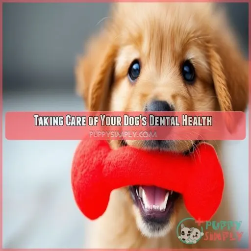 Taking Care of Your Dog