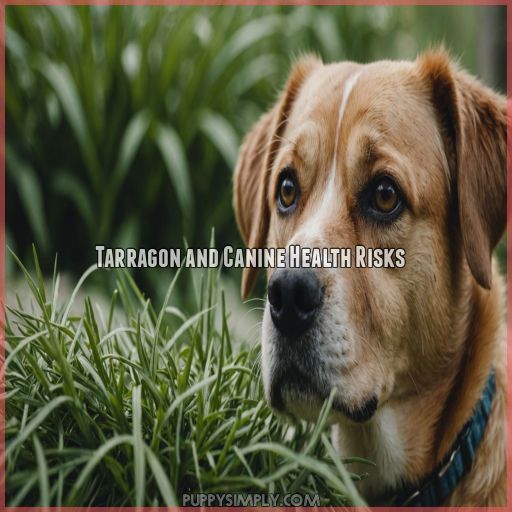 Tarragon and Canine Health Risks