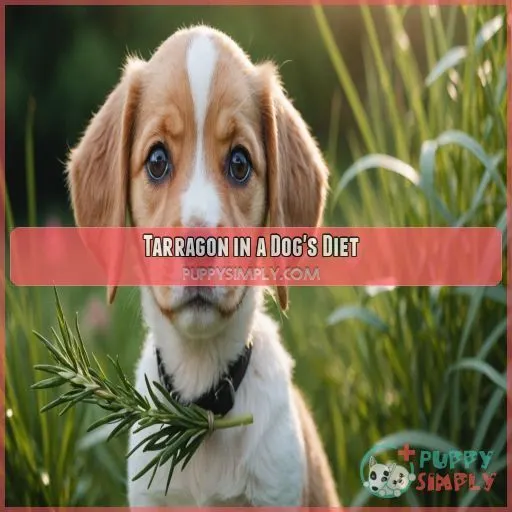 Tarragon in a Dog