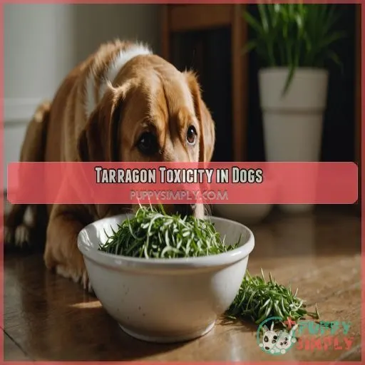 Tarragon Toxicity in Dogs