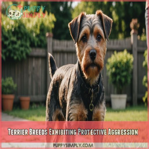 Terrier Breeds Exhibiting Protective Aggression