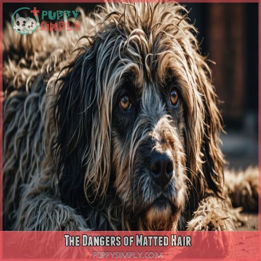 The Dangers of Matted Hair The Dangers of Matted Hair