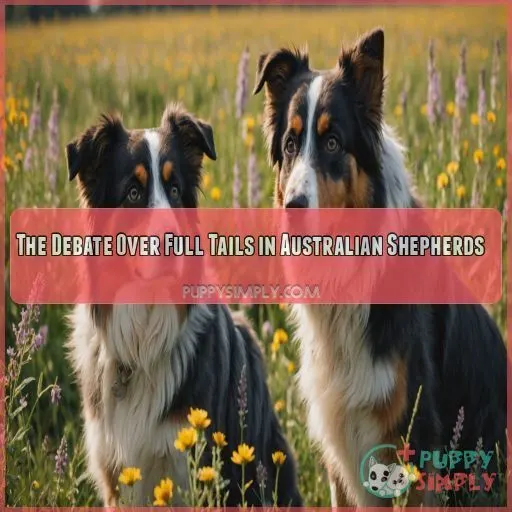 The Debate Over Full Tails in Australian Shepherds