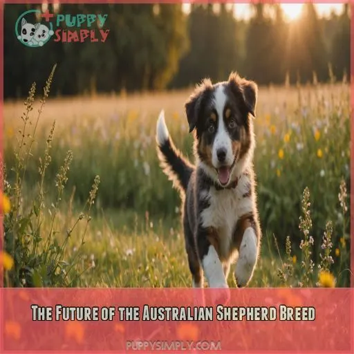 The Future of the Australian Shepherd Breed