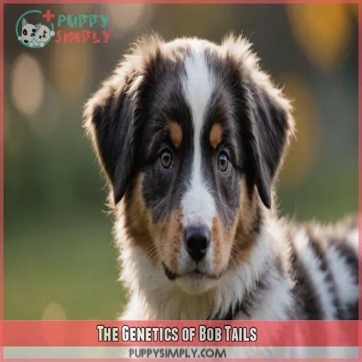 The Genetics of Bob Tails