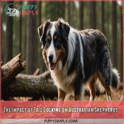 The Impact of Tail Docking on Australian Shepherds The Impact of Tail Docking on Australian Shepherds