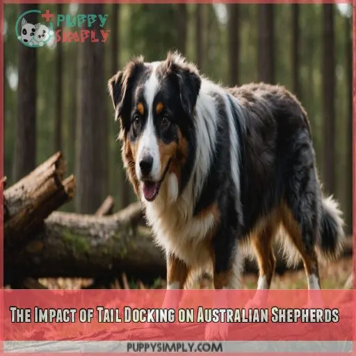 The Impact of Tail Docking on Australian Shepherds