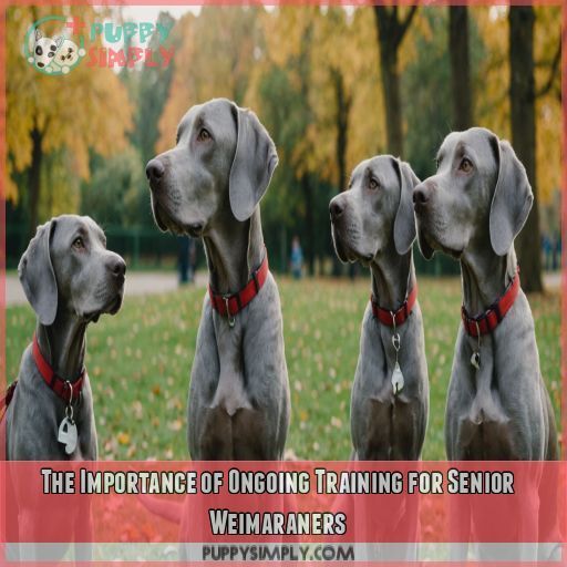 The Importance of Ongoing Training for Senior Weimaraners