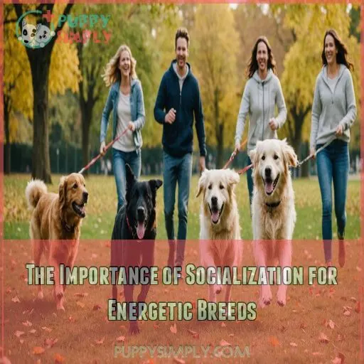 The Importance of Socialization for Energetic Breeds