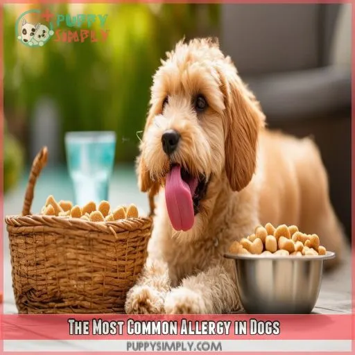 The Most Common Allergy in Dogs