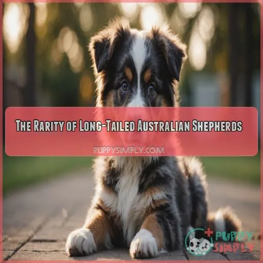 The Rarity of Long-Tailed Australian Shepherds