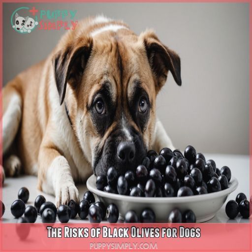 The Risks of Black Olives for Dogs The Risks of Black Olives for Dogs