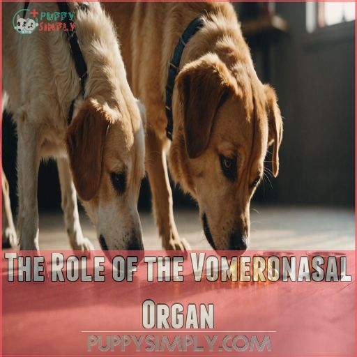 The Role of the Vomeronasal Organ