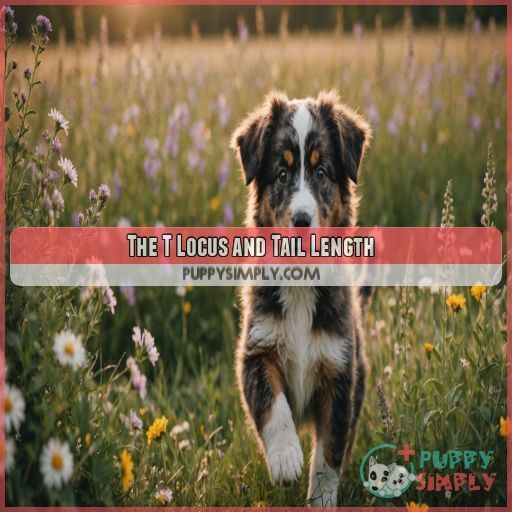 The T Locus and Tail Length