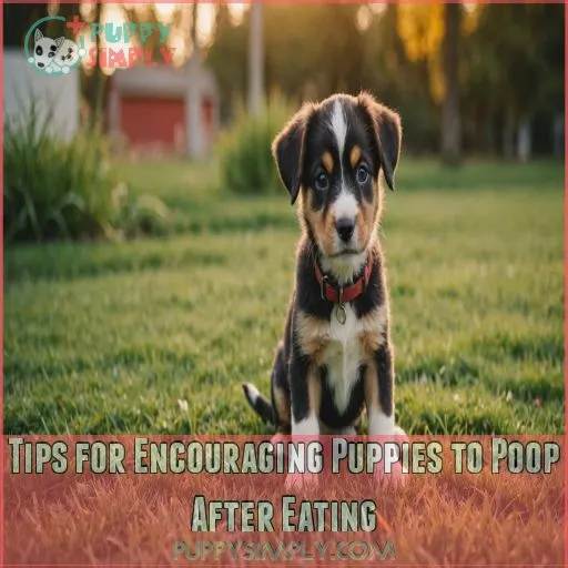 Tips for Encouraging Puppies to Poop After Eating