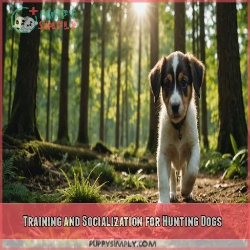 Training and Socialization for Hunting Dogs