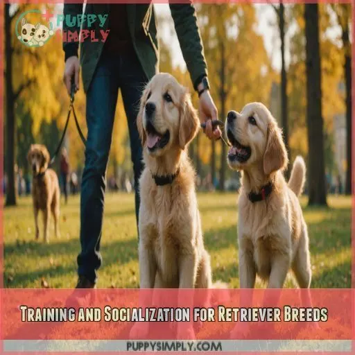 Training and Socialization for Retriever Breeds