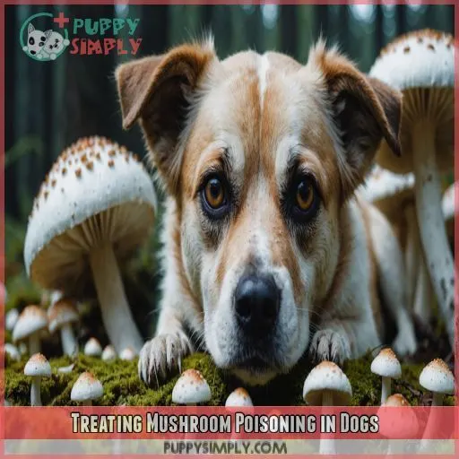 Treating Mushroom Poisoning in Dogs