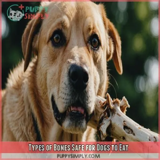 Types of Bones Safe for Dogs to Eat