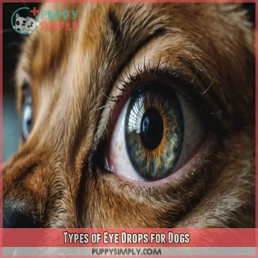 Types of Eye Drops for Dogs