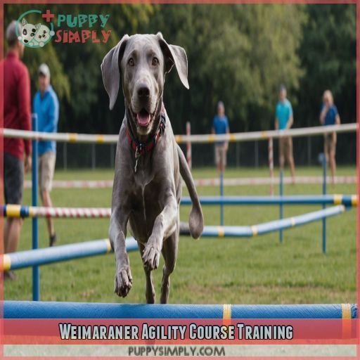 Weimaraner Agility Course Training