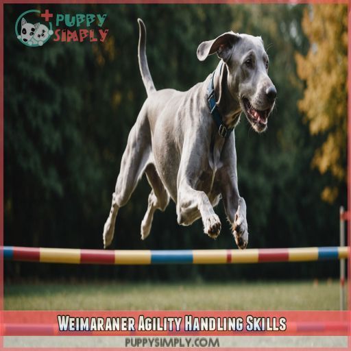 Weimaraner Agility Handling Skills