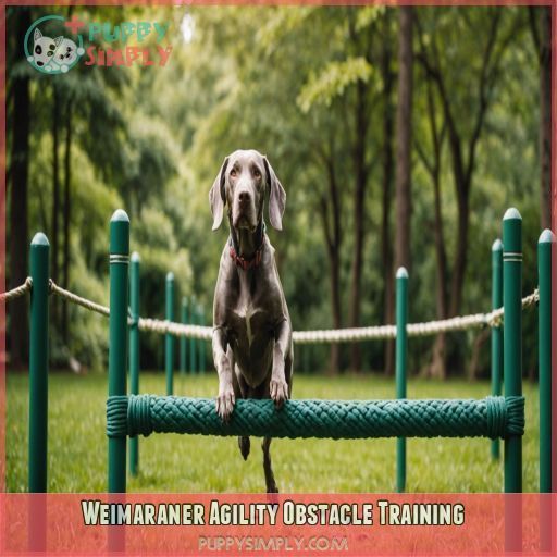 Weimaraner Agility Obstacle Training