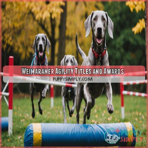 Weimaraner Agility Titles and Awards