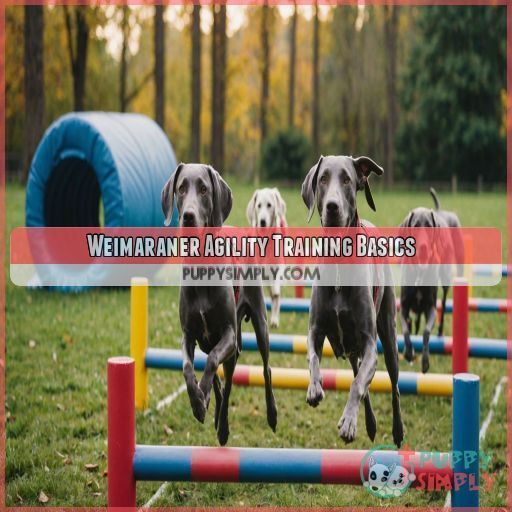 Weimaraner Agility Training Basics