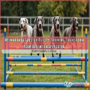 Weimaraner cluster agility training