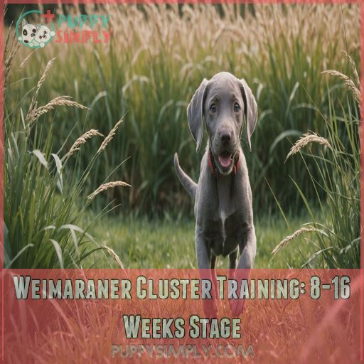 Weimaraner Cluster Training: 8-16 Weeks Stage