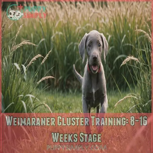 Weimaraner Cluster Training: 8-16 Weeks Stage