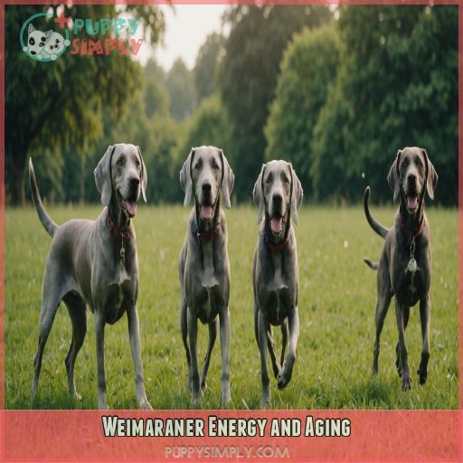 Weimaraner Energy and Aging