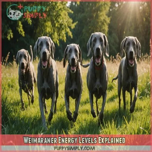 Weimaraner Energy Levels Explained