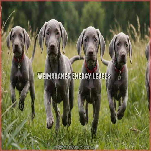 Weimaraner Energy Levels