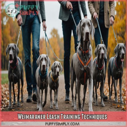 Weimaraner Leash Training Techniques