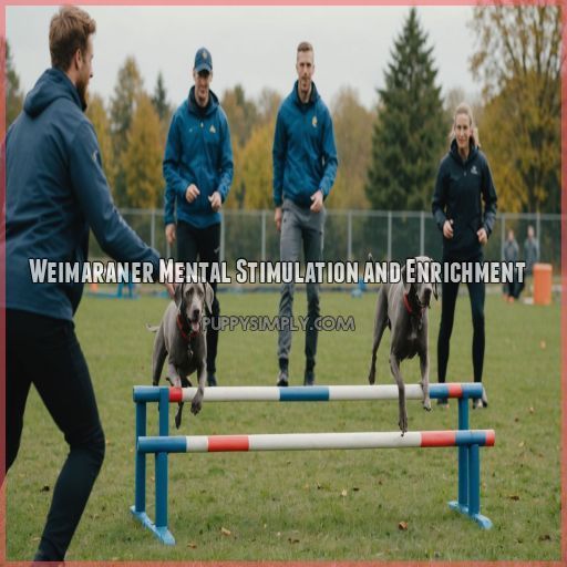 Weimaraner Mental Stimulation and Enrichment