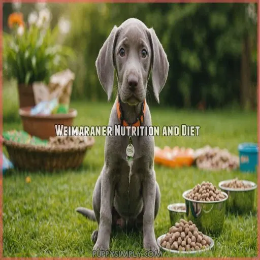 Weimaraner Nutrition and Diet