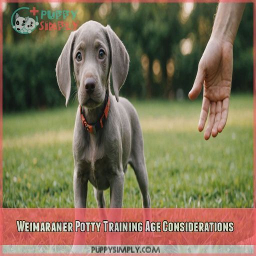 Weimaraner Potty Training Age Considerations