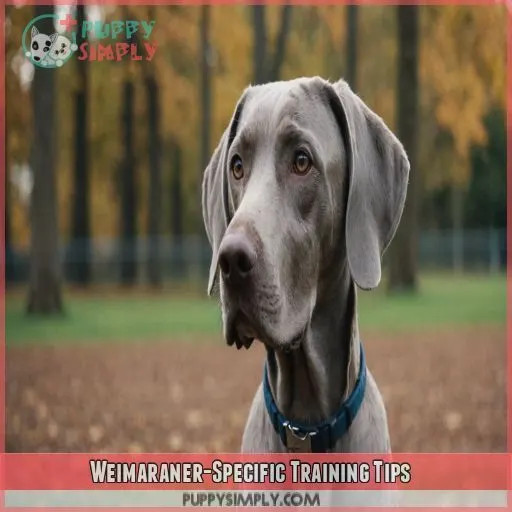 Weimaraner-Specific Training Tips